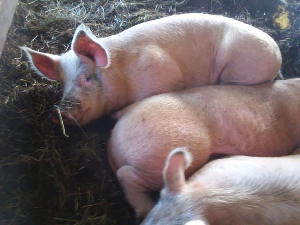 Pigs sleeping together in the nest of bedding they built in their pen.