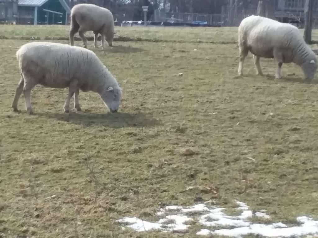 Ewes out on the pasture in the winter. There isn't much grass now so they get plenty of hay as well.