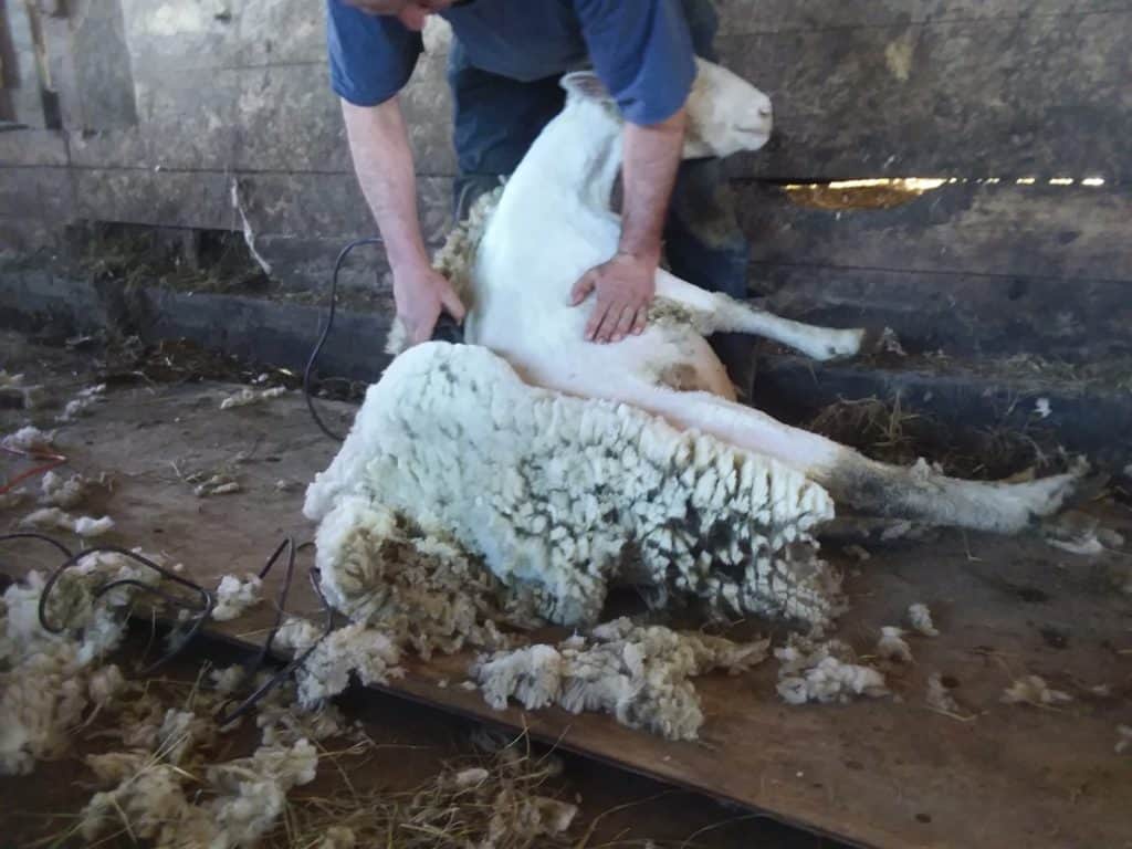 Shearing a sheep.