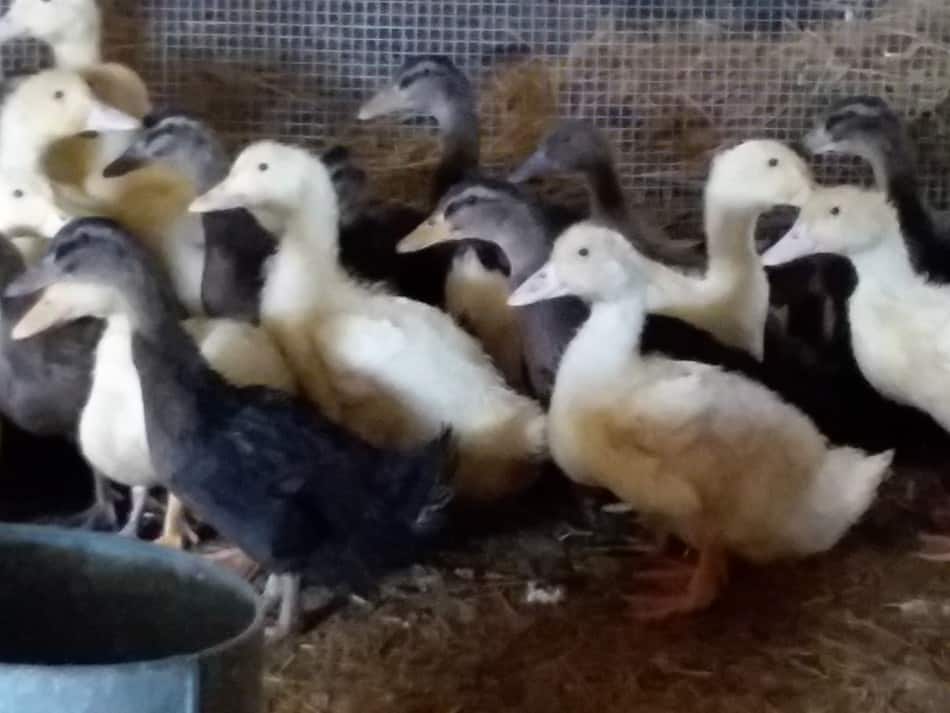Ducklings in the brooder, the white ones are Pekins, the bigger brown ones are Rouens and the smaller chocolate brown ones are Khaki Campbells.