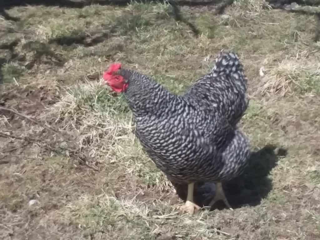 Barred rock hen