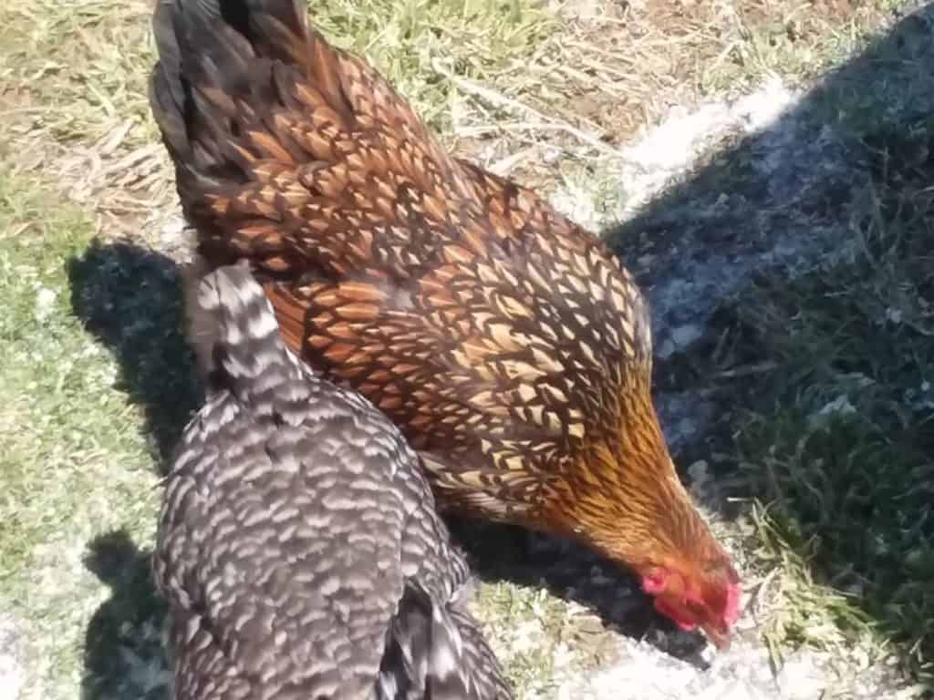 Backyard hens pecking at the dirt.