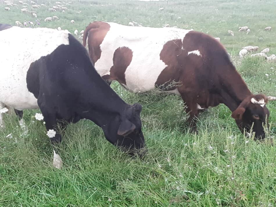 Cows eating grass, notice the sheep in the background.