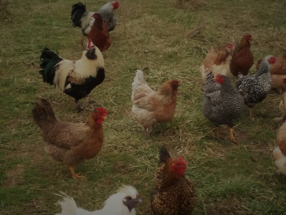 Backyard chickens, mostly hens with two roosters. There are a variety of breeds here.