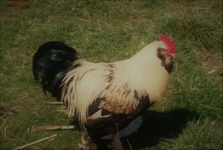 20 Of The Calmest Chicken Breeds: Family Friendly Choices