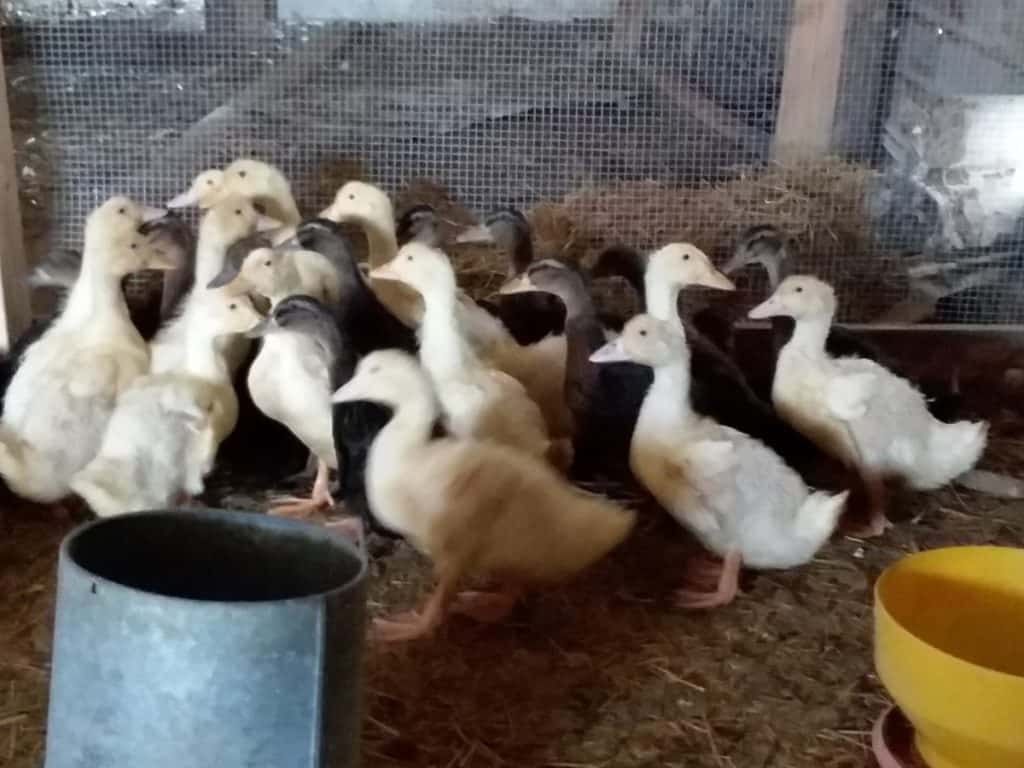 Duckings in the brooder. You can see the pen is secure (predator resistant wire) and there are multiple feeders so all ducks can eat at once.