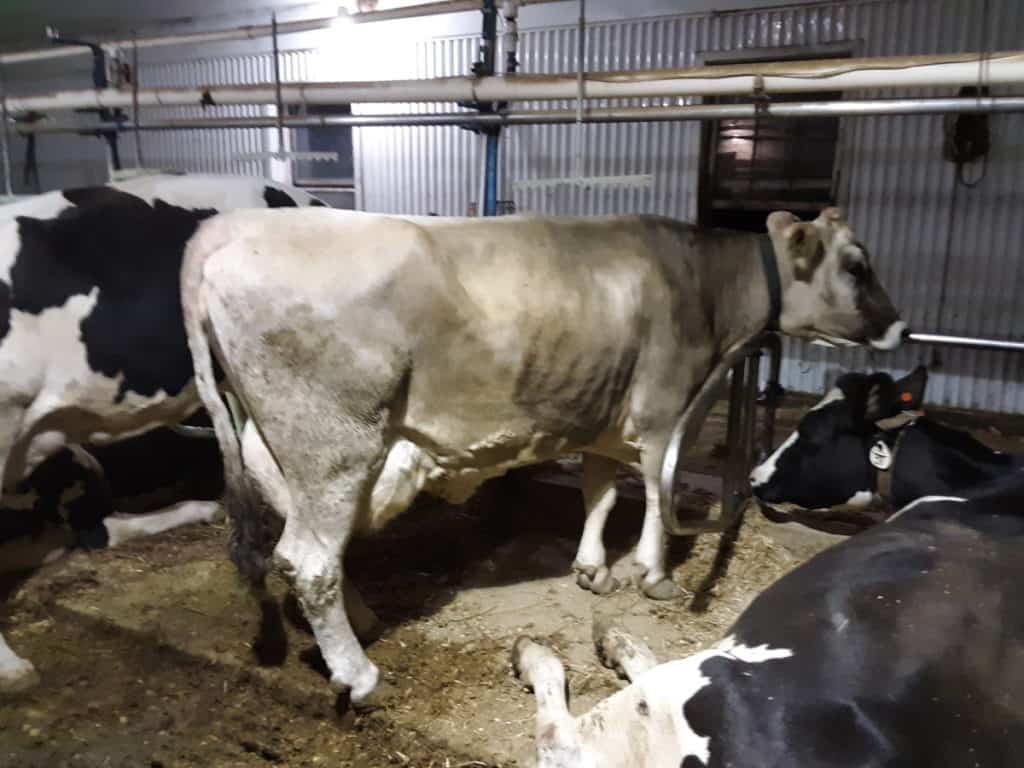 Brown Swiss cow with Holstein cows on either side. This milking set up is called a flat parlor.