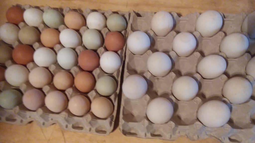 Chicken eggs on the left and duck eggs on the right. Notice how much bigger the duck eggs are and the variety of colors of the chicken eggs.