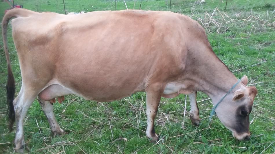 Our Jersey cow Aleene. We milk her by hand twice a day.