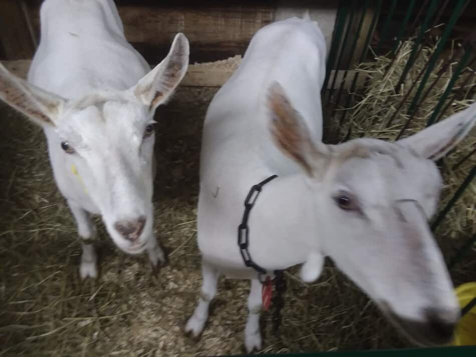 two Saanen goats at the fair