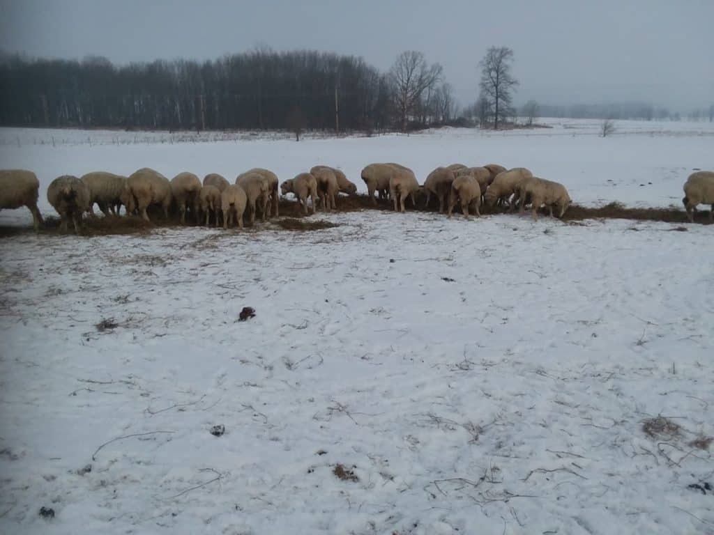 Sheep being fed hay on pasture. The round bale of hay is unrolled behind a tractor. 