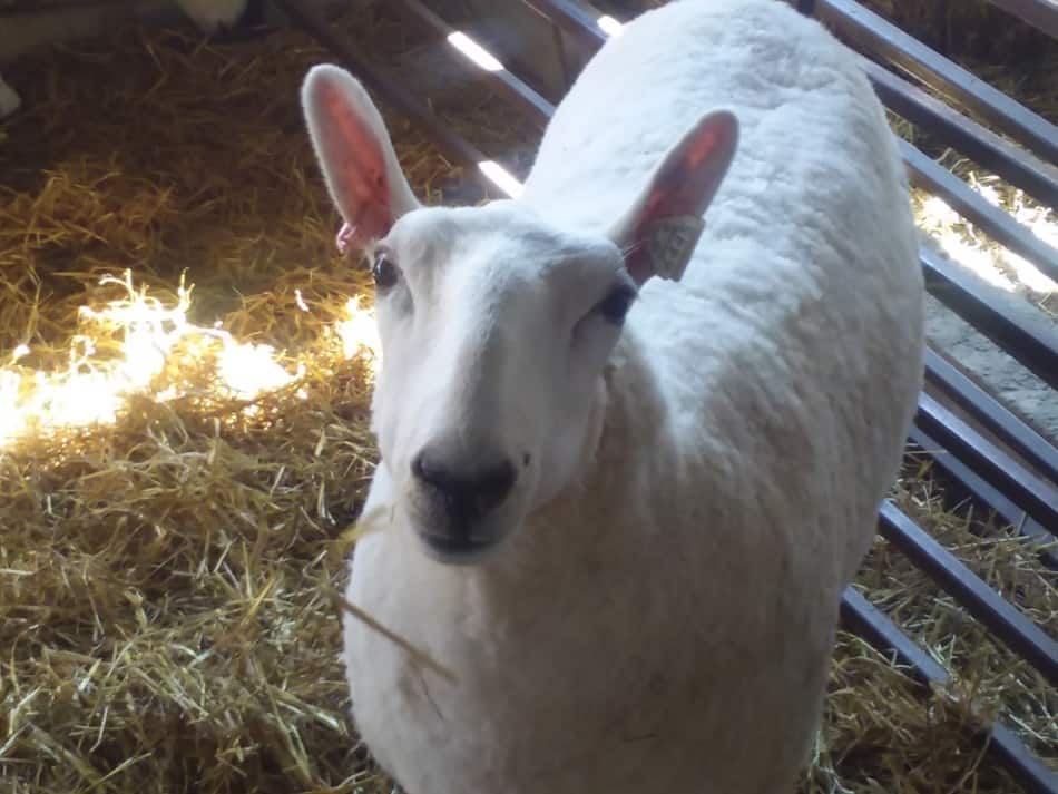 Cheviot ewe at the fair, look at her wide body and alert nature.