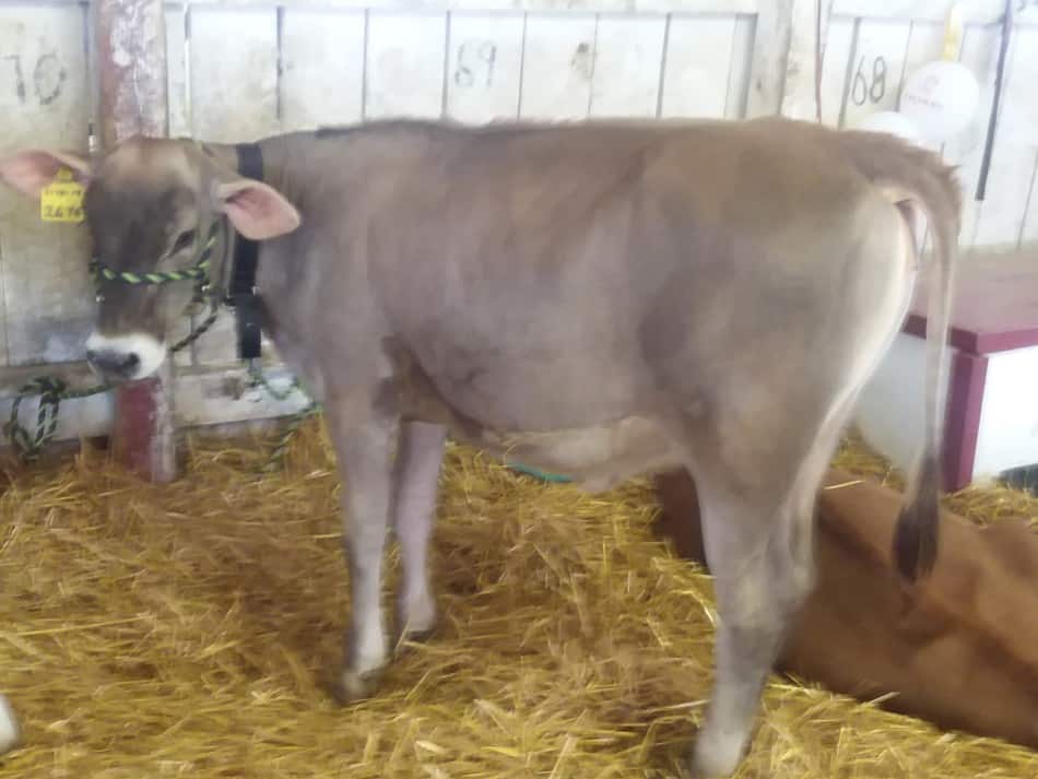 Brown Swiss heifer at the county fair. These are calm and easy going cattle.