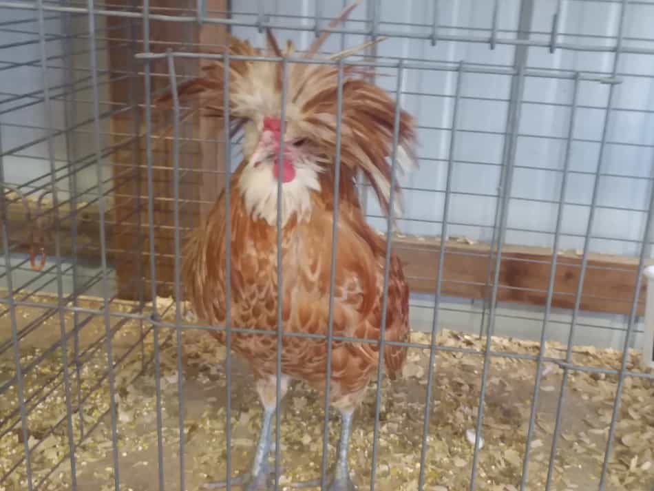 Golden laced Polish rooster at a local county fair