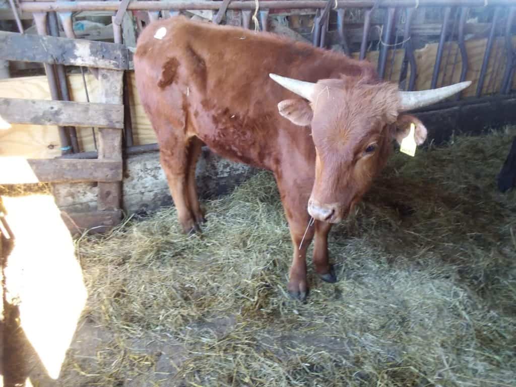 Yearling Longhorn steer