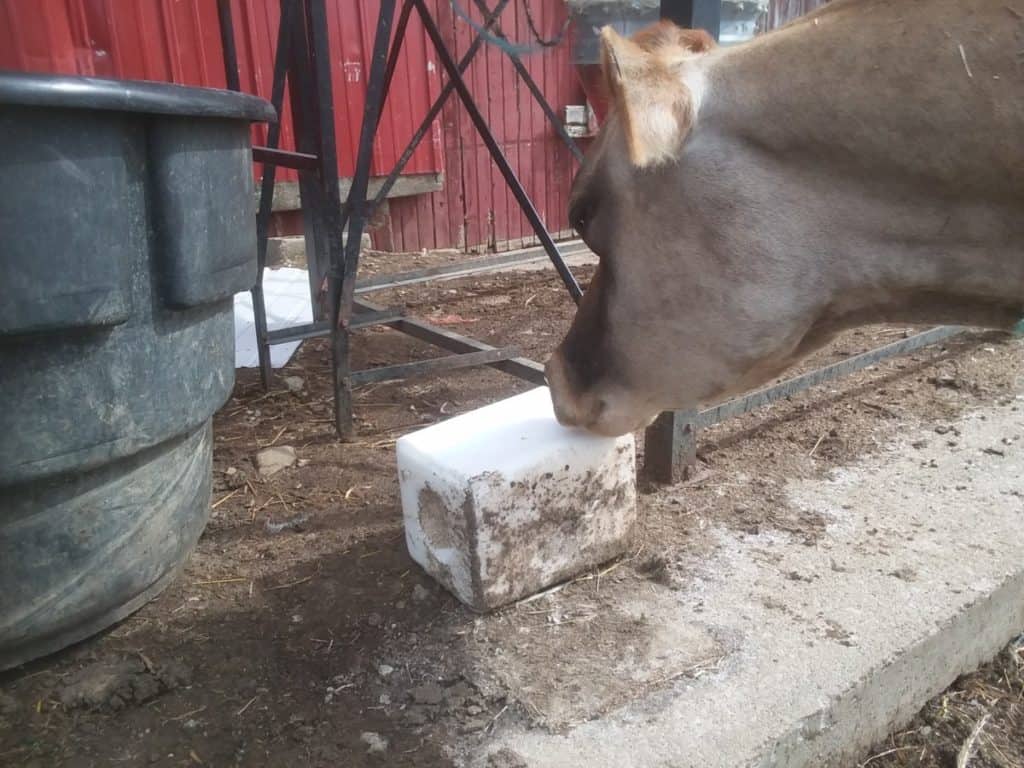 Jersey cow licking the salt block.