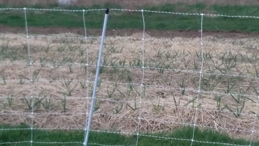 electric netting keeping livestock out of the garlic field