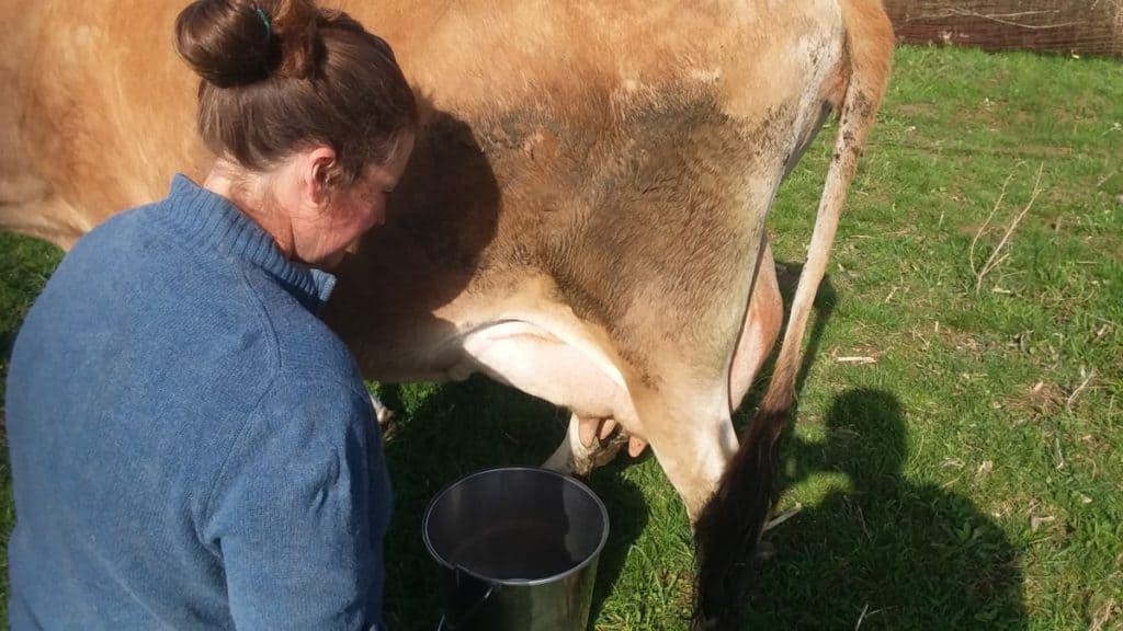 hand milking our Jersey family cow