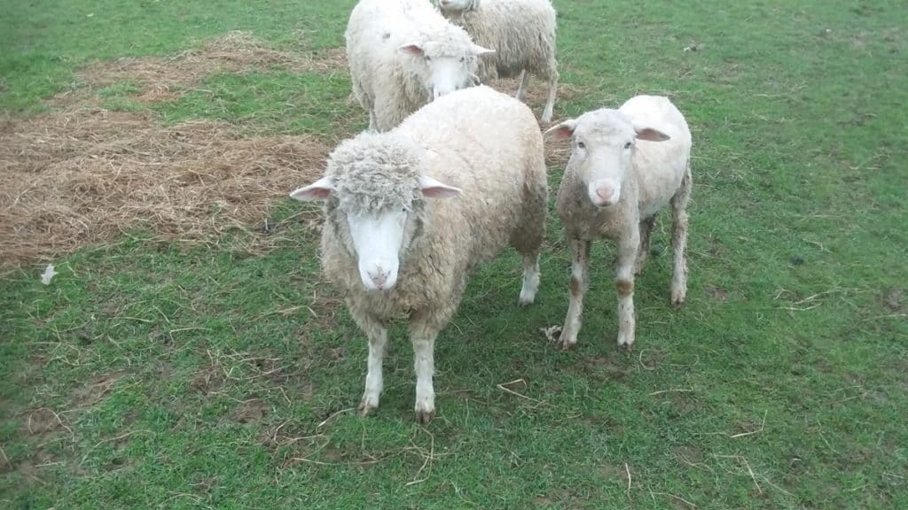 Sheep that are the same size look very different once they are shorn. The front two sheep would be very similar in body size.