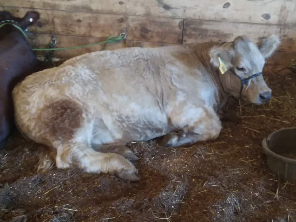 Beautiful show calf at the county fair.