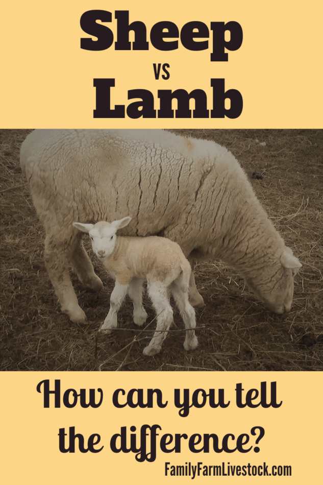 what-are-the-differences-between-sheep-and-lambs-family-farm-livestock