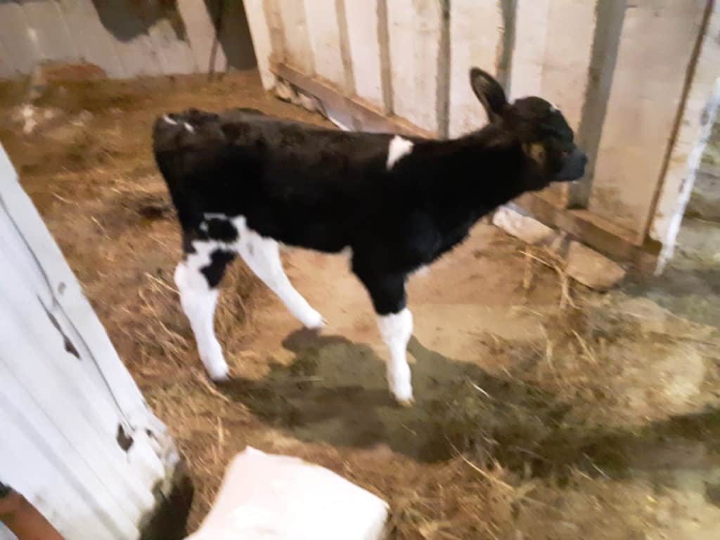 Holstein bottle baby calf. These are commonly sold at weekly livestock auctions in dairy farming areas.