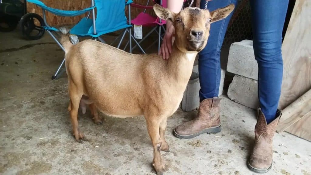 Nigerian dwarf goat doe, Critter Patch Farm Massillon, Ohio