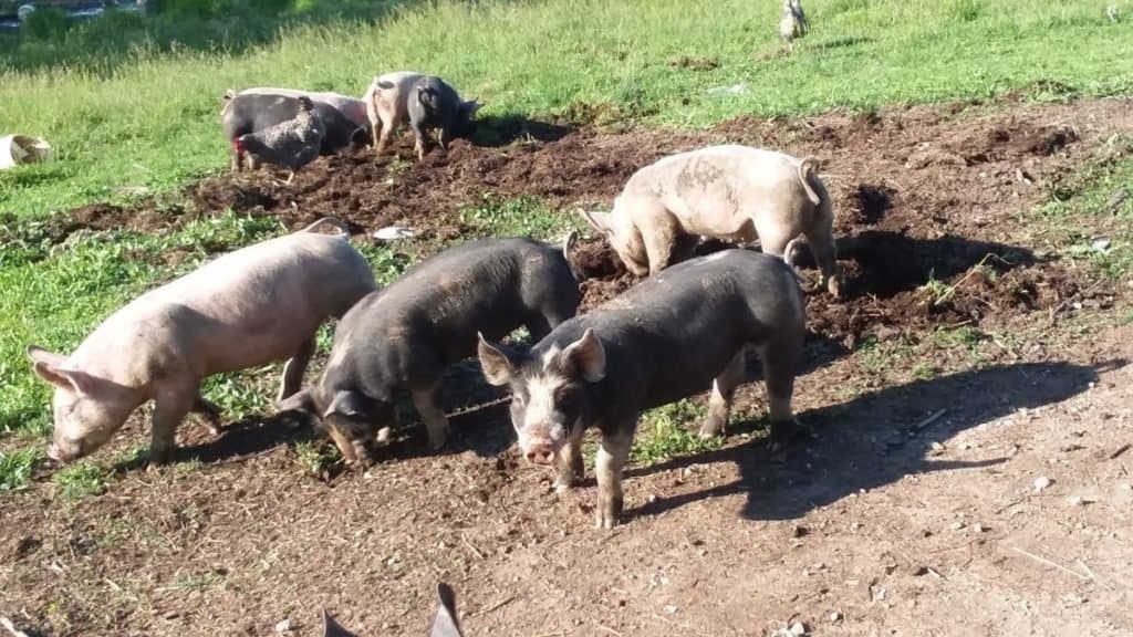 Berkshire cross feeder pigs rooting around in the soil.