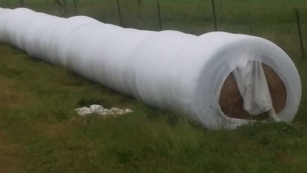 Tube of haylage sitting on the side of one of our fields.