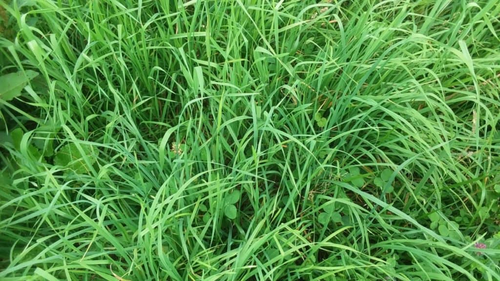 A beautiful picture of grass that could be used for hay, or grazing!