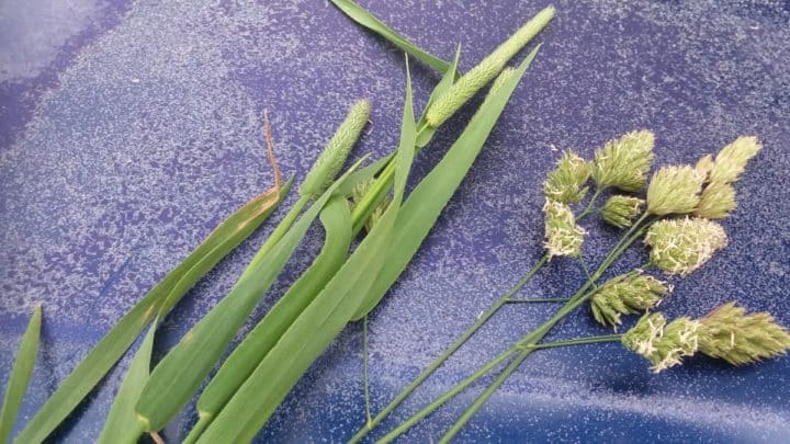 3 Reasons To Use Hay As Bedding Instead Of Straw – Family Farm Livestock