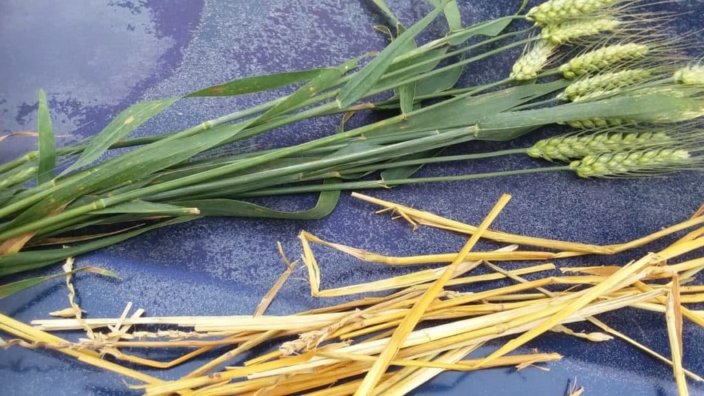 Wheat shown as the growing plant with the kernels of grain forming at the top of the stalks and some of last year's straw, wheat stalks used for bedding.