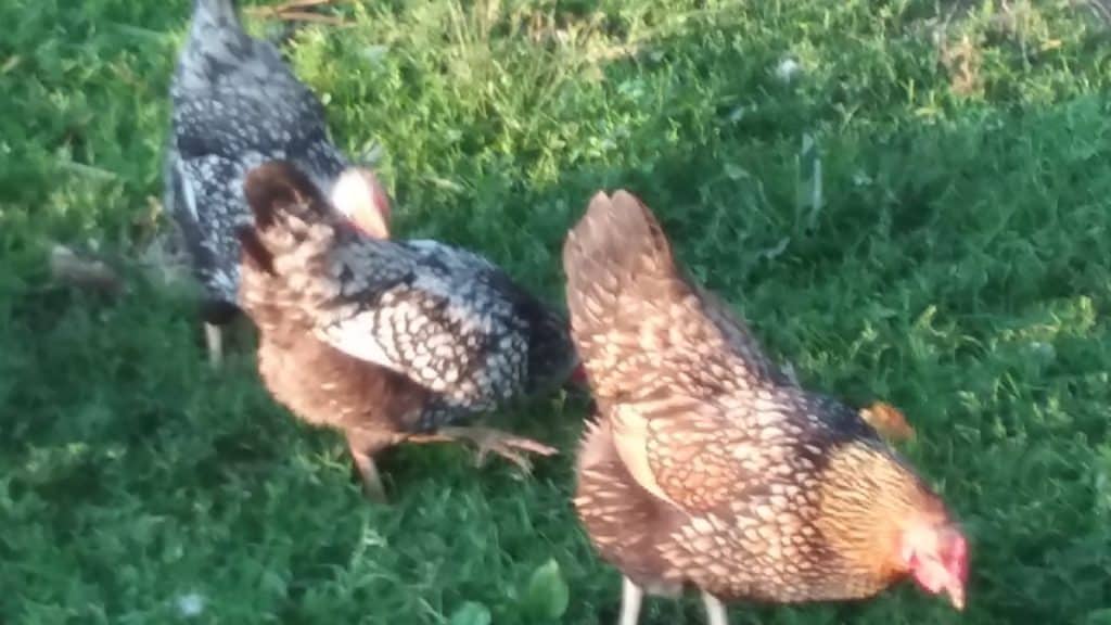 Backyard chickens grazing in our yard. These are Wyandotte hens.