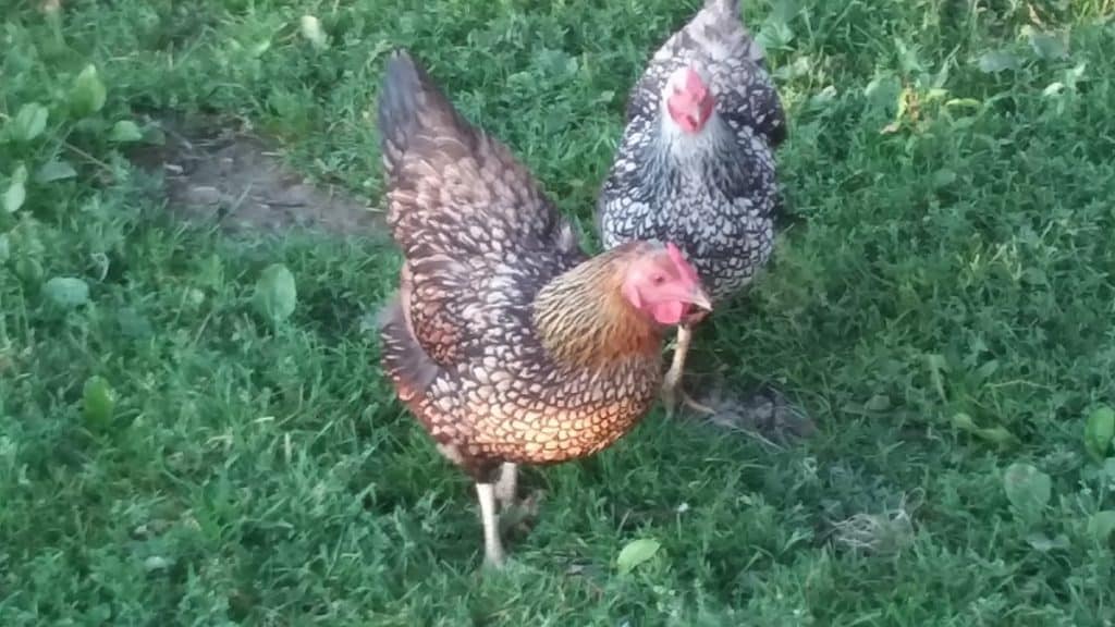 two Wyandotte hens in grass