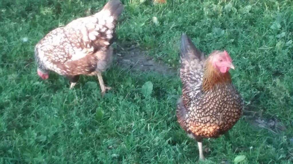 Two Wyandotte hens, one golden laced the other silver laced.