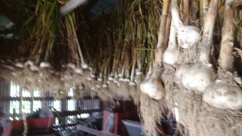 Bunches of garlic hanging in the drying shed. You can see the light coming in from the sides, it needs to be well ventilated to cure.