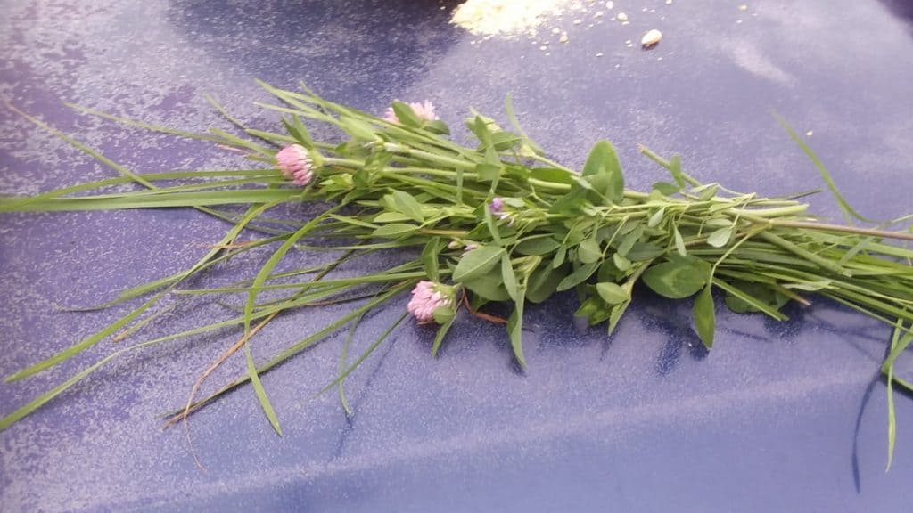 Grass and clover fresh from the field. Both are great for herbivores.