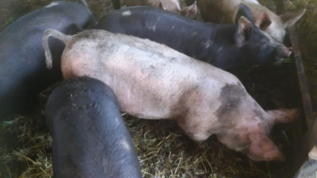 Feeder pigs in a straw bedded pen