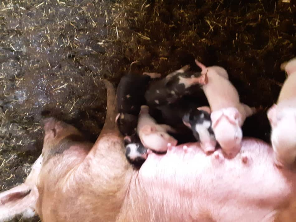 Newborn piglets nursing