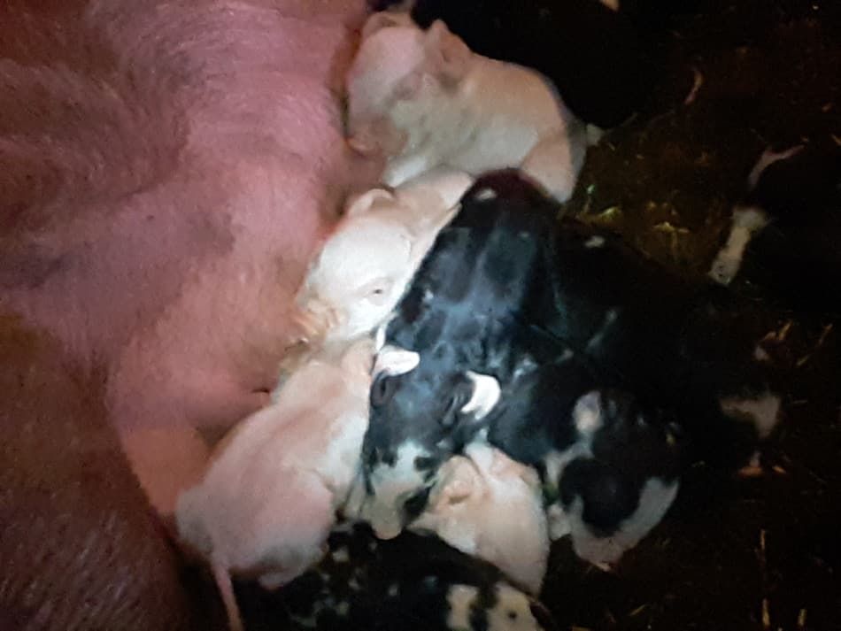Newborn piglets cuddling with their mom.