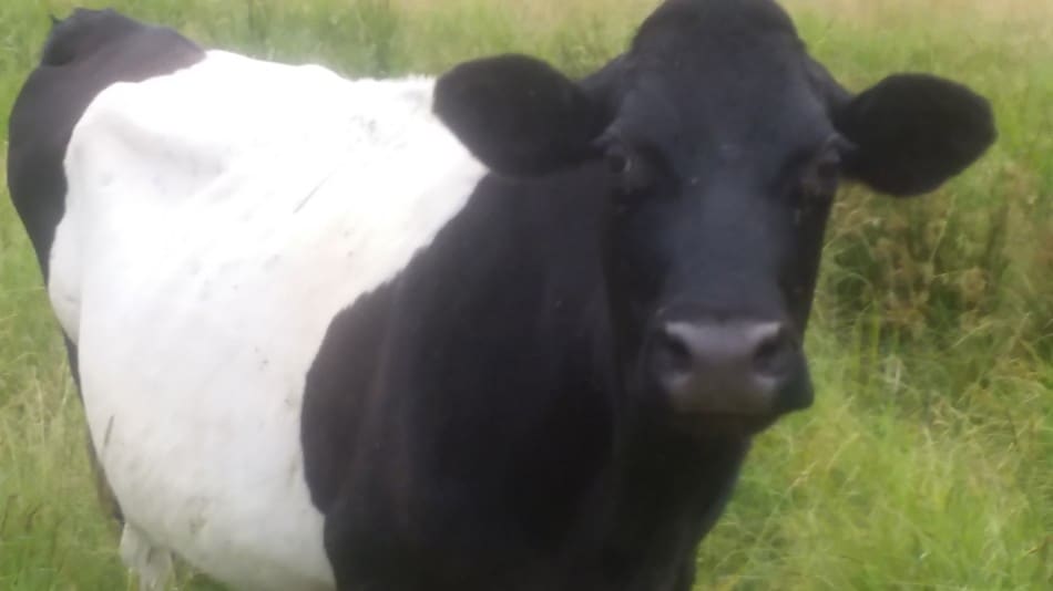 Jersey and Dutch Belted cross cow