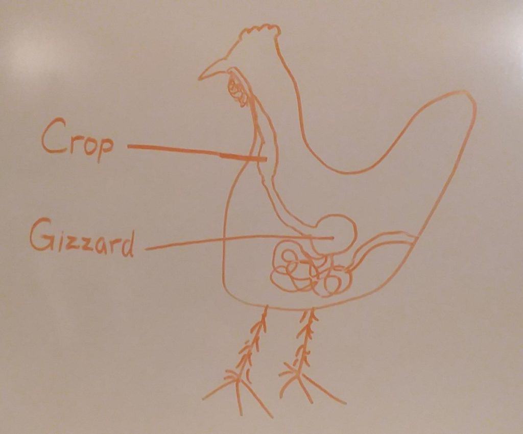 Hand drawn diagram of a chicken's digestive system highlighting the crop and the gizzard