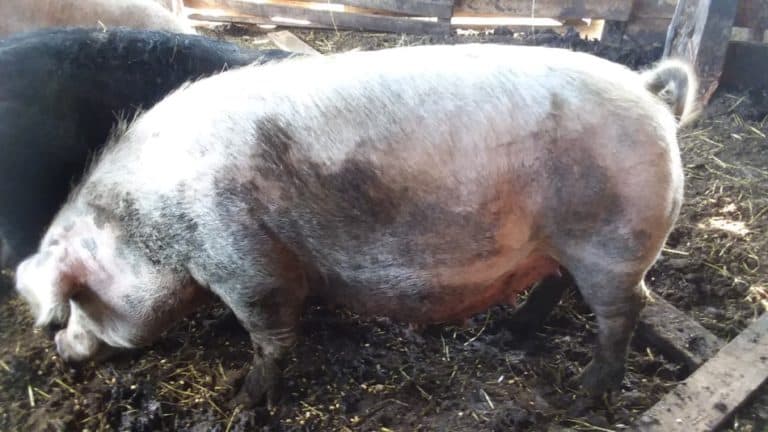 Ready for Piglets? What To Expect When Your Sow (Or Gilt) Is Expecting!