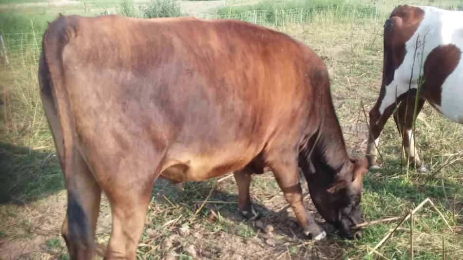 100% grass fed Jersey/Angus cross steer we raised. His mom is our family milk cow.