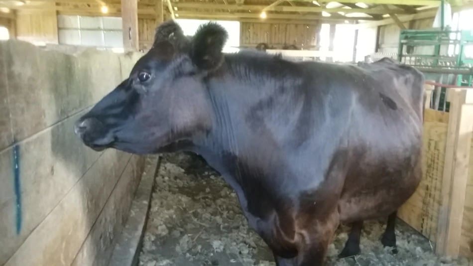 Dairy cross steer, he was raised on grain and hay.