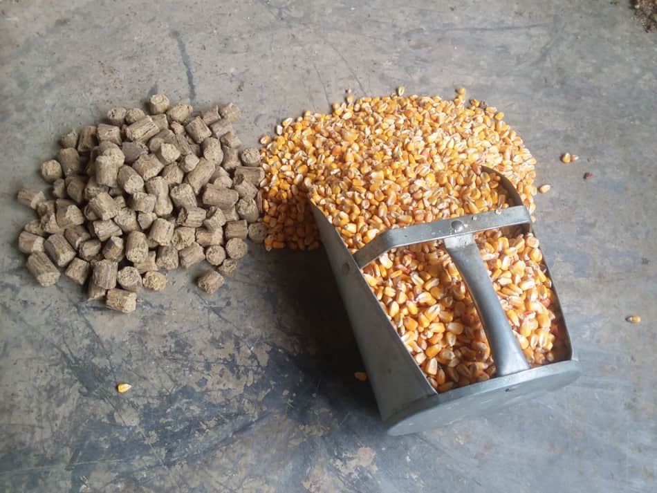 Sow cubes and shelled corn. This is the daily ration for two adult pigs. It was measured out by weight.