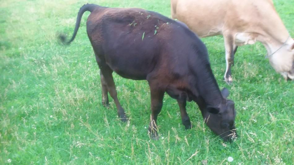 Jersey cow and her half Angus heifer grazing