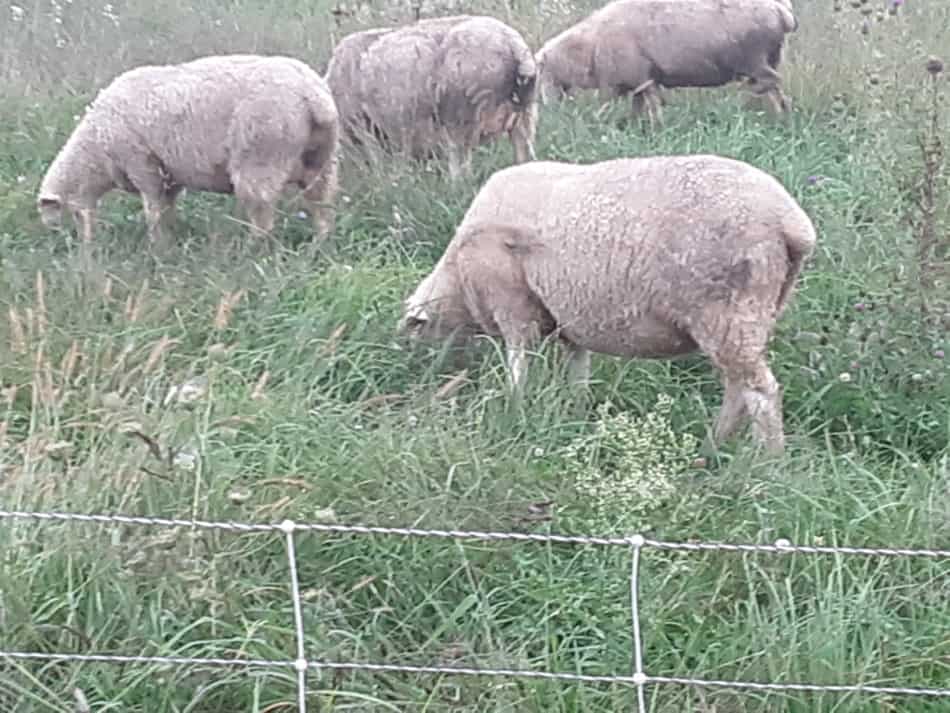 Ewes grazing behind an electric netting fence line