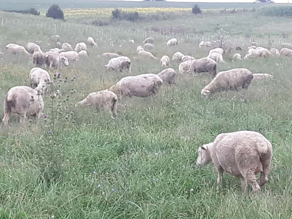 Ewe flock grazing. If you look closely, you can see the electric netting that we use as a portable sheep fence.