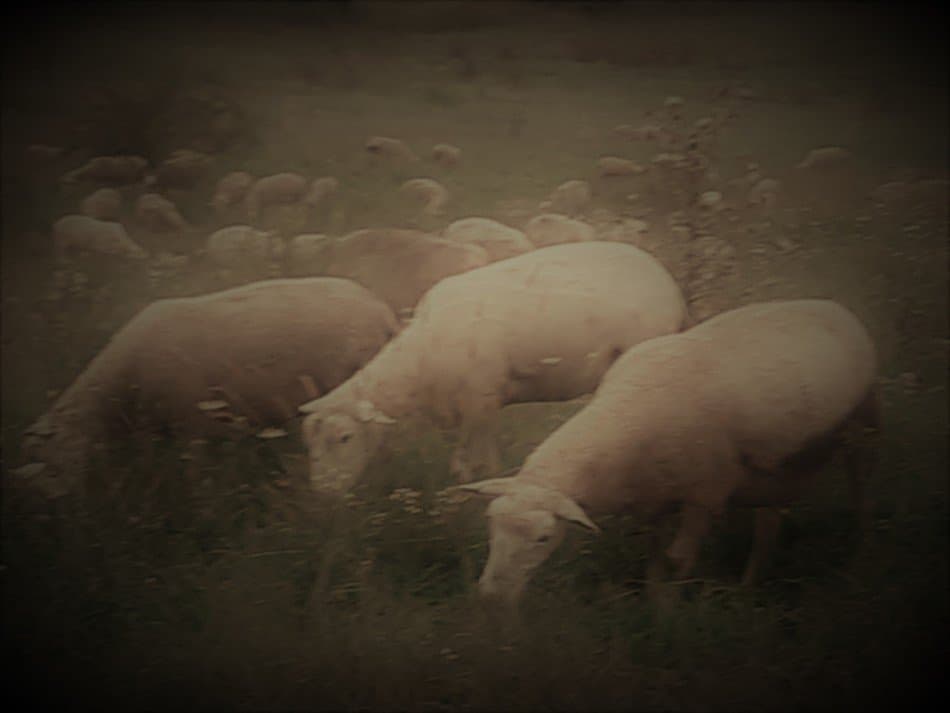 Where To Sell Your Wool Options For New Sheep Owners Family Farm Livestock